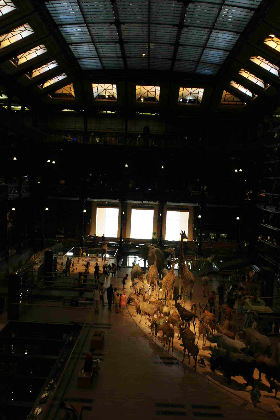 Galerie de l'évolution - Christophe Martel   Galerie de l'évolution - Christophe Martel