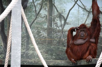  Animals - Christophe Martel 