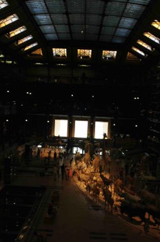  Galerie de l'évolution - Christophe Martel 